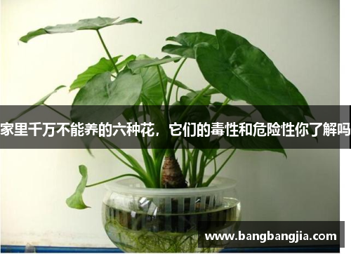 家里千万不能养的六种花，它们的毒性和危险性你了解吗